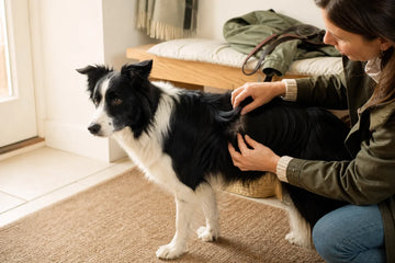 An owner gently parts a Border Collie's normal double coat after a walk