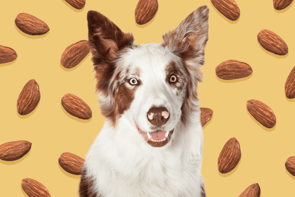 Dog eats almonds