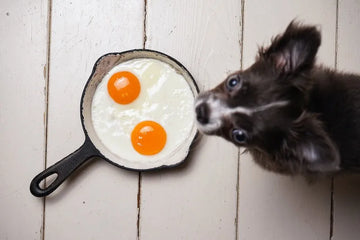 A dog wants to eat eggs