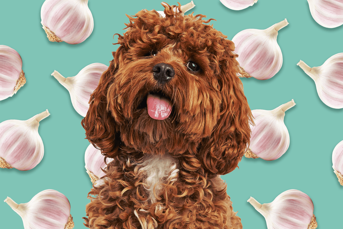 A dog with garlic