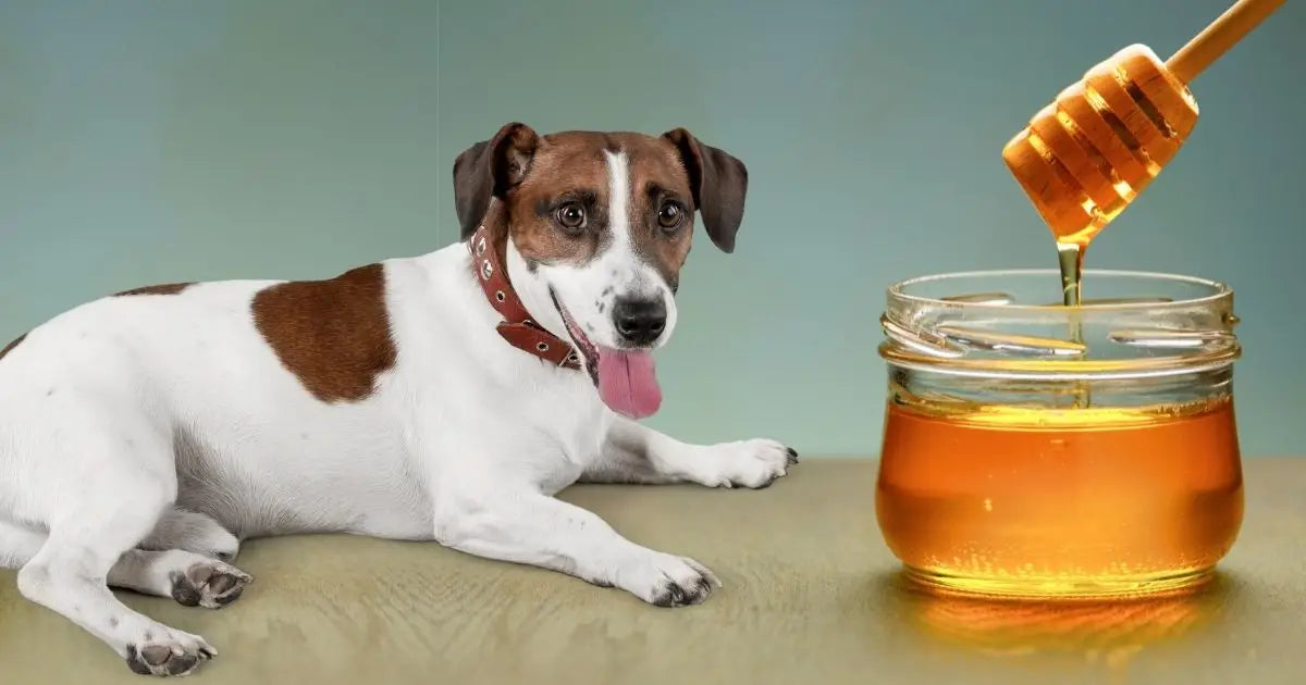 A dog and honey