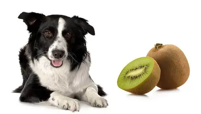 A dog and kiwi