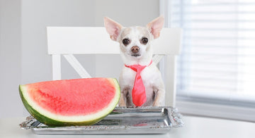 Can Dogs Eat Watermelon? Yes. Deseed It and Lose the Rind