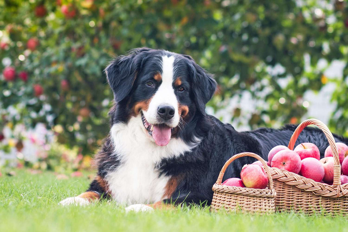 A dog and apples