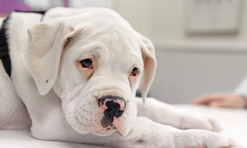 A sick dog