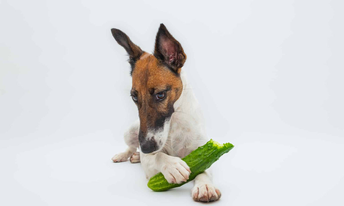 Cute dog holding a cucumber
