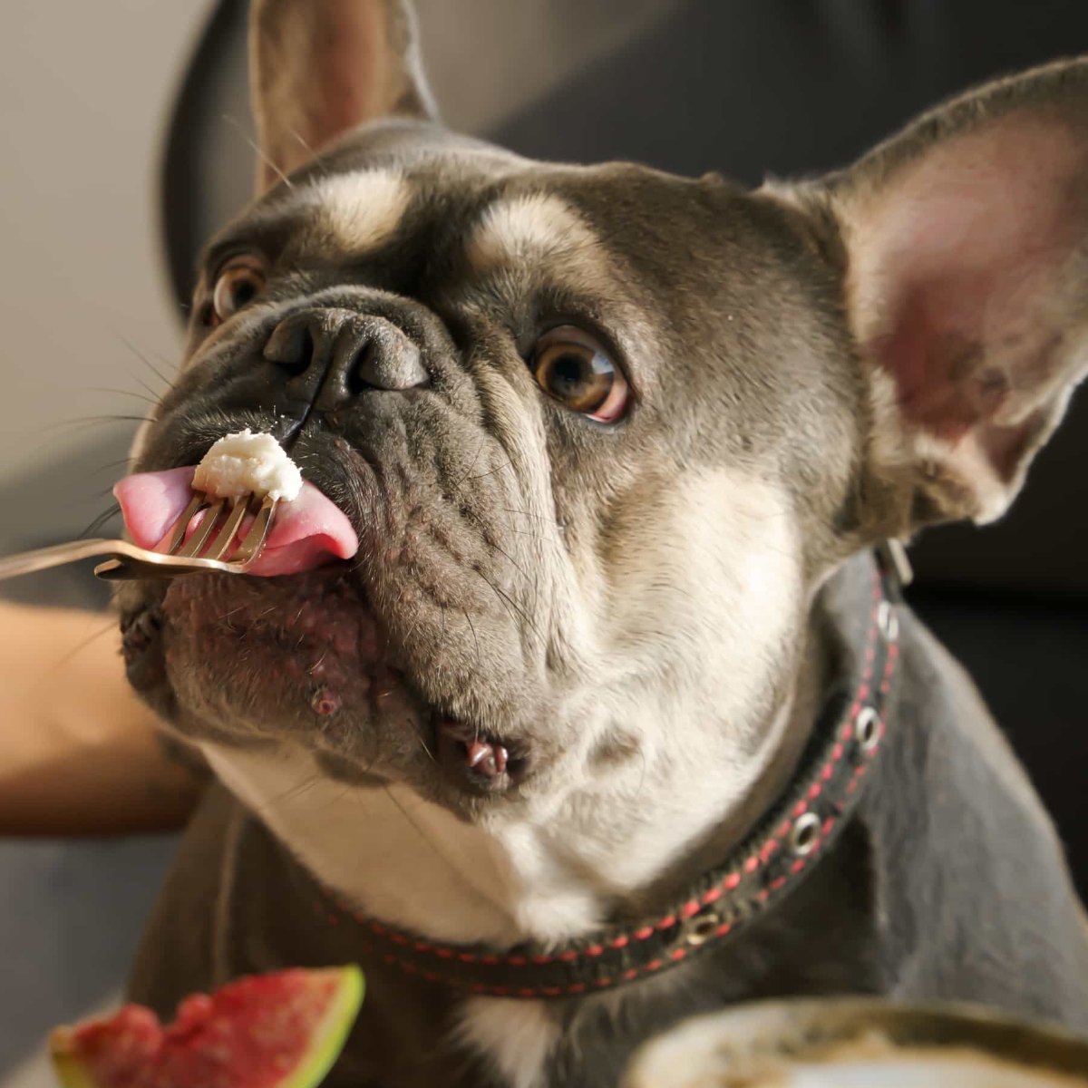 Can Dogs Be Allergic to Fish? Symptoms, Causes and What to Feed Instead