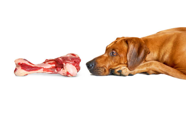 Beef Allergy in Dogs: How to Identify It and What to Try