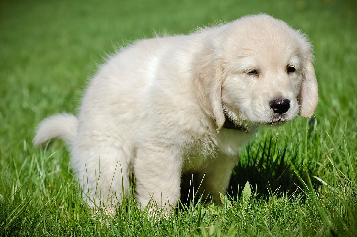 A dog is pooping