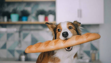 A dog biting a bread