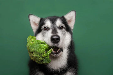 A dog eats broccoli