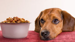 Hypoallergenic Dog Treats: The Ultimate Guide for Conscious Pet Parents
