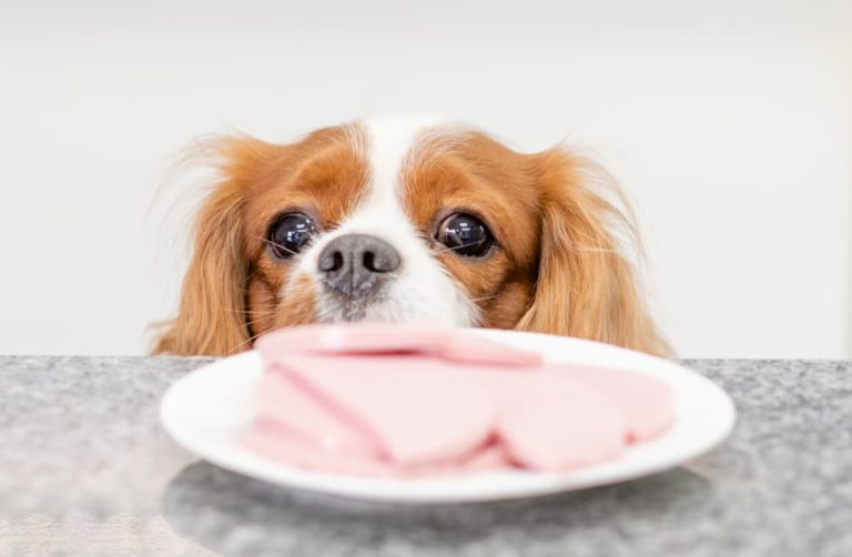 Dog and ham