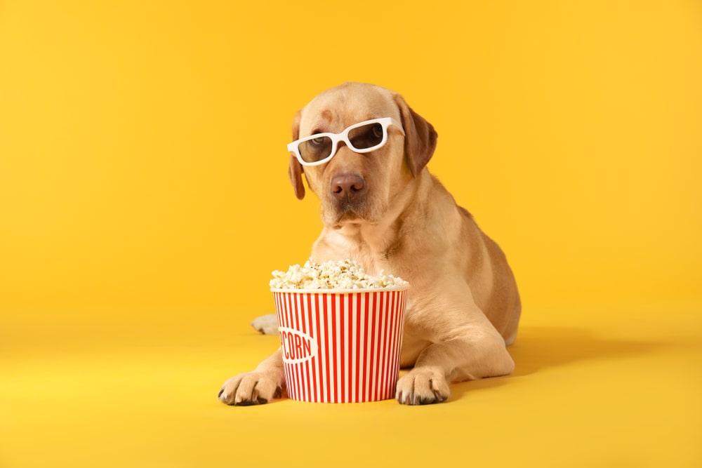A dog with sunglasses and a popcorn