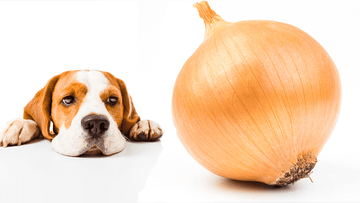 A dog looking at the onion