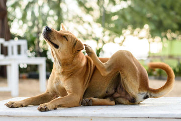 A dog is scratching himself