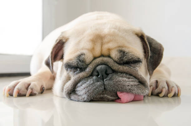 Antihistamines for Dog Allergies: What to Do First