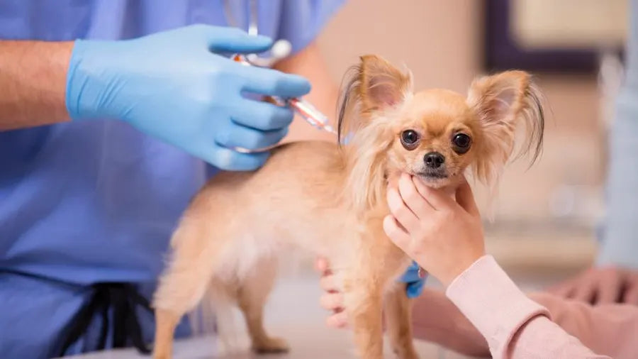 Should I Vaccinate My Dog?