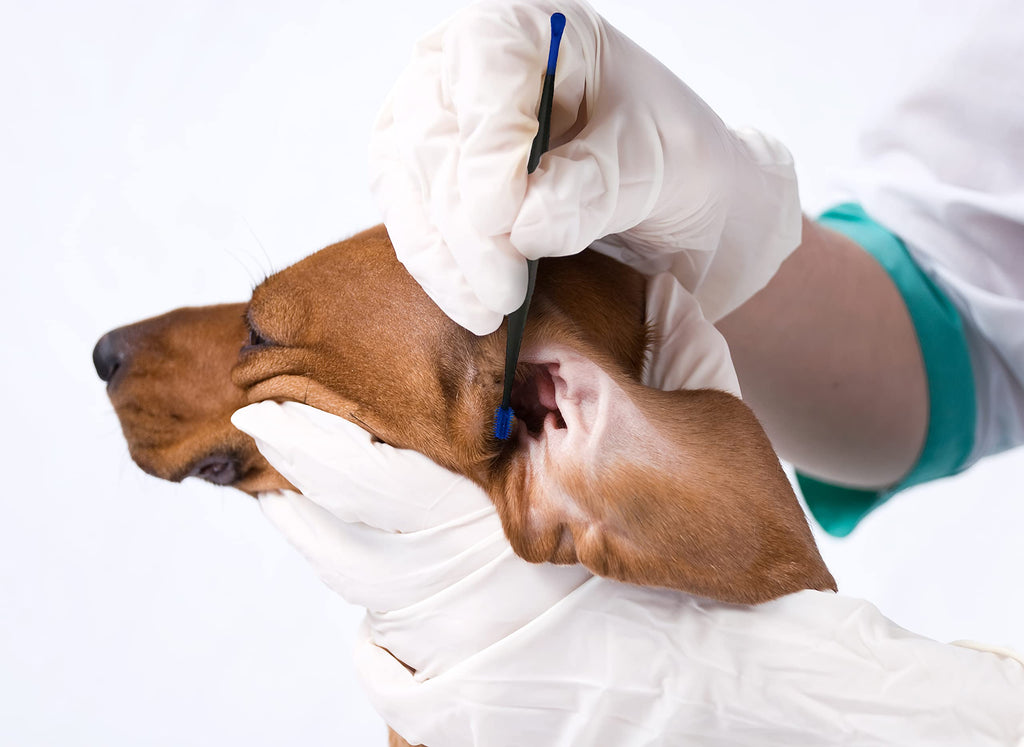 How to Keep Your Dog's Ears Clean and Healthy