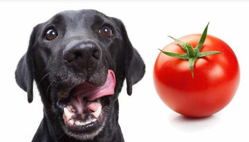 A dog and tomatoes