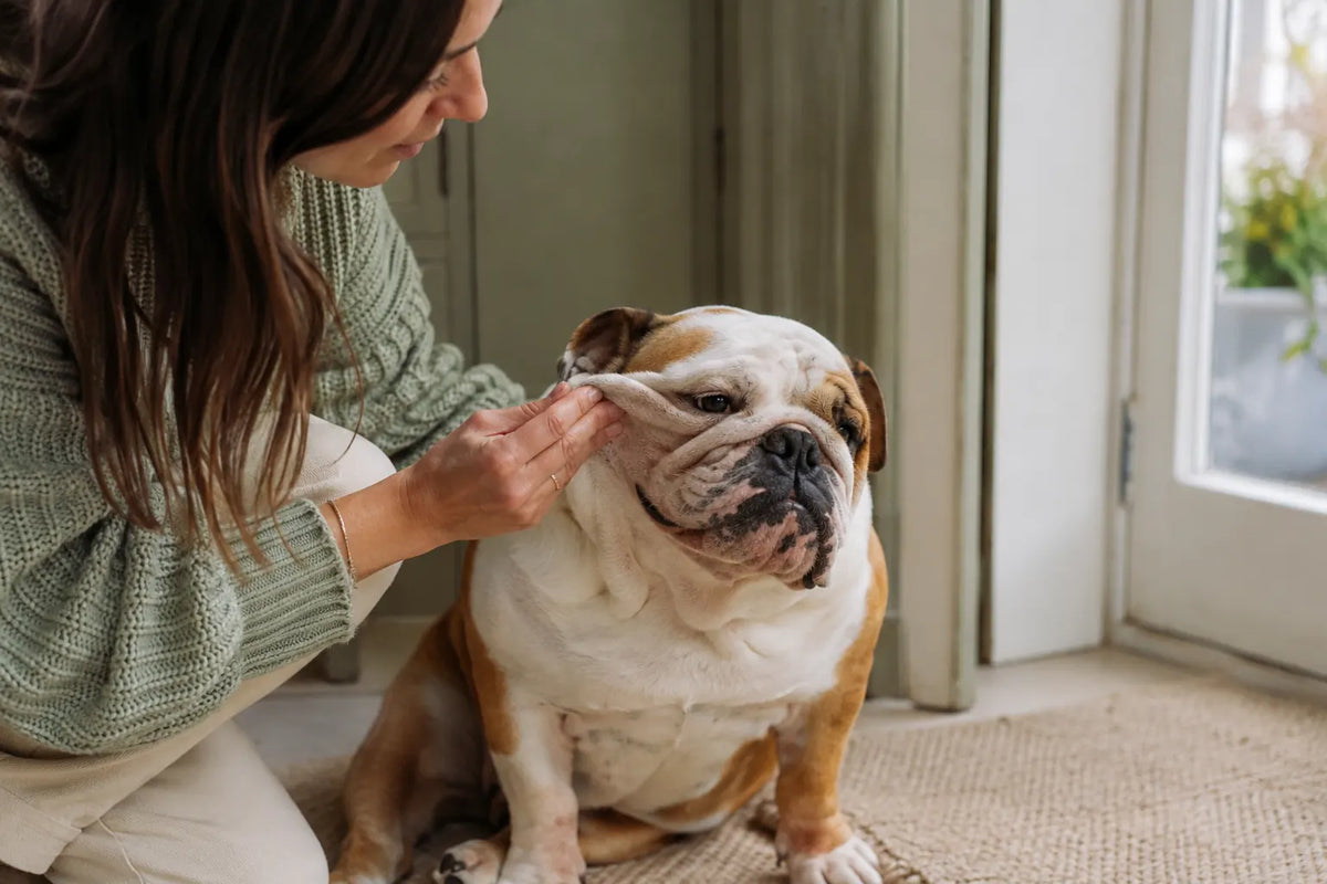 An owner gently lifts one English Bulldog cheek fold in daylight