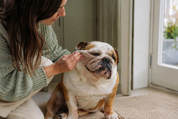 An owner gently lifts one English Bulldog cheek fold in daylight