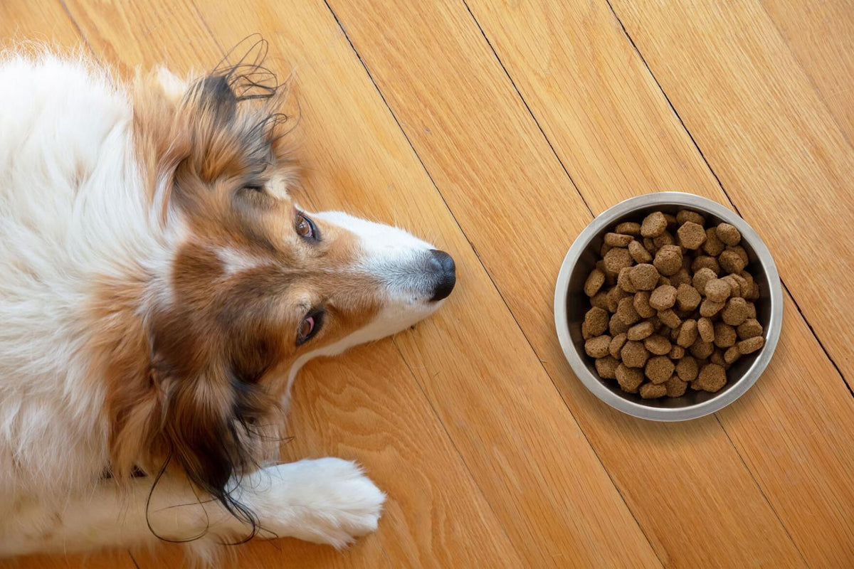 Grain-free dog food
