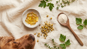 Dog supplement ingredients in a flat-lay