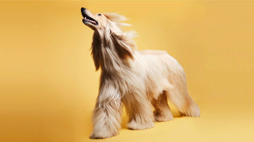 Beautiful dog coat