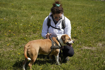 Owner pausing with a brown-and-white dog during an outdoor walk