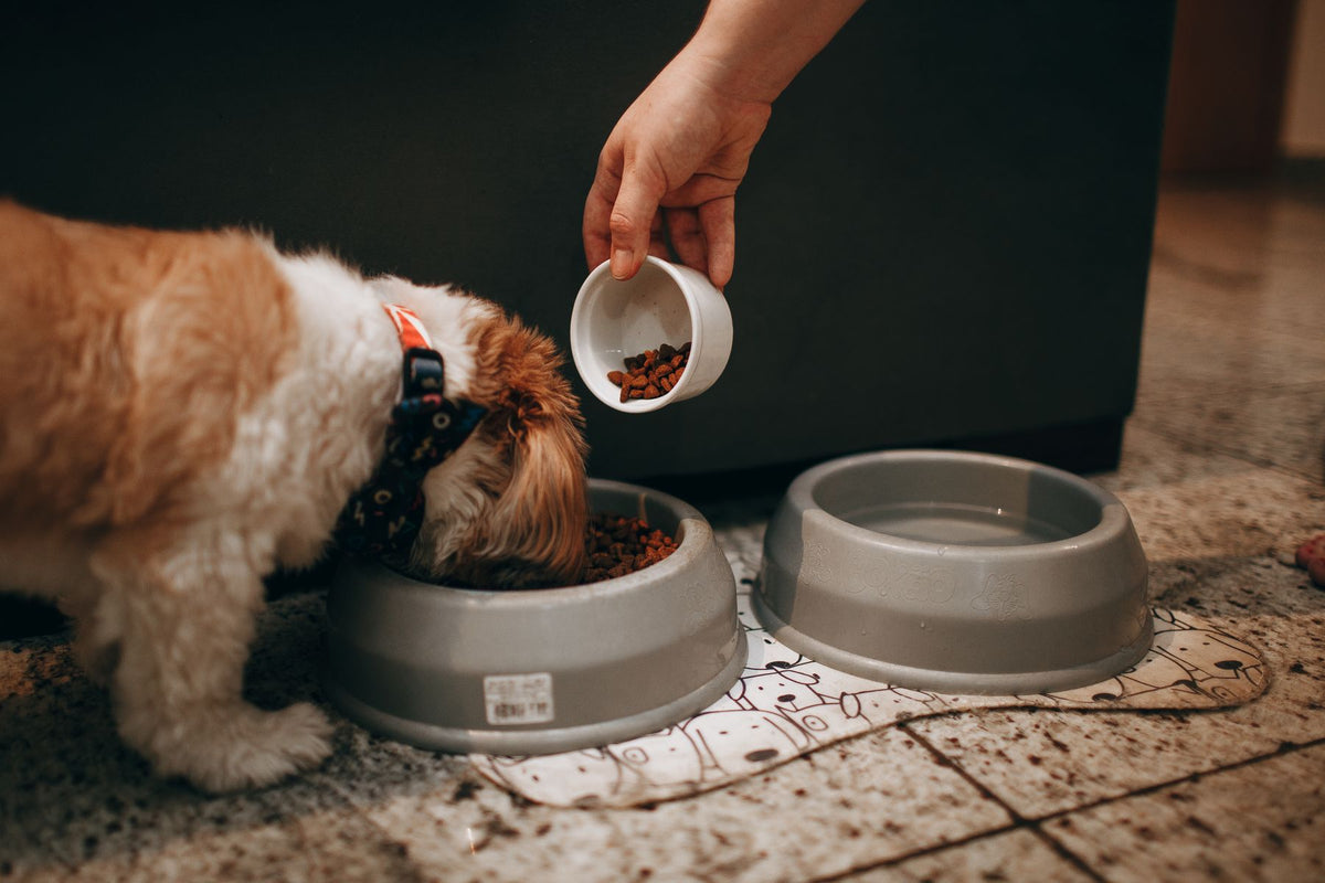 A small tan-and-white dog eating from a grey bowl while its owner holds a small white cup of dry food