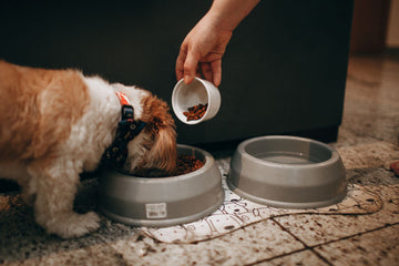 Adult small dog eating from a bowl while an owner measures dry food from a white cup