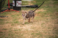 Why Does My Dog Eat Poo? Practical Steps and When to Call a Vet