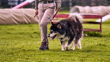 Large black-and-white dog walking on a lead beside its handler on grass
