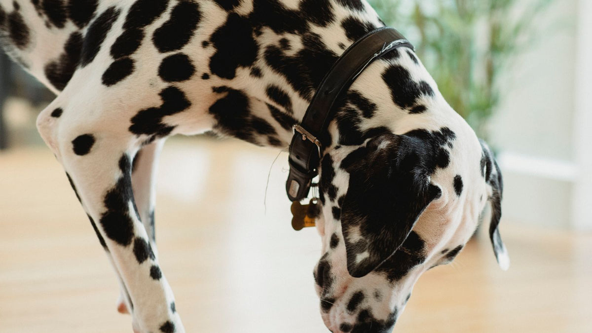 Dalmatian drinking from a stainless steel water bowl on a wooden floor