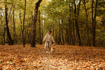 Golden retriever walking with its owner through an autumn park.