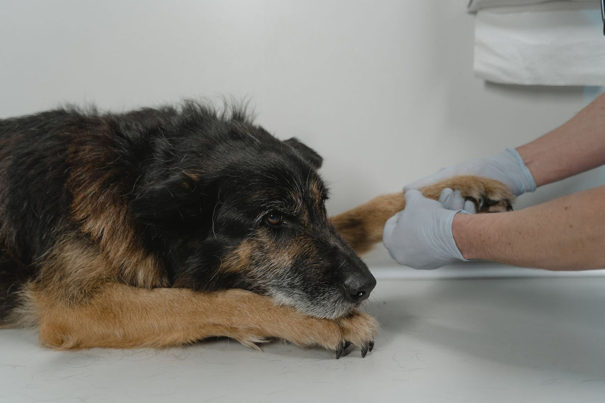 Veterinarian gently examining a relaxed dog's paw on a white table