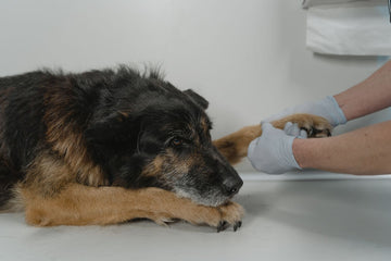 Veterinarian gently examining a relaxed dog's paw on a white table