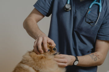 Veterinarian examining the neck and coat of a small fluffy dog