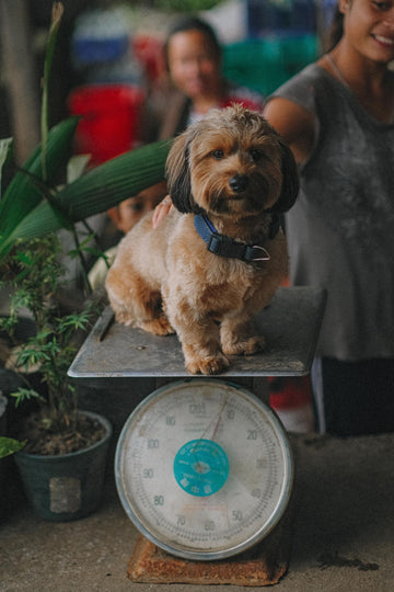 Small brown puppy sitting calmly on a vintage weighing scale beside houseplants