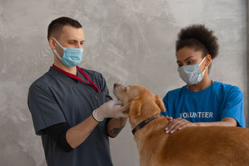 Vet examining a calm dog while an assistant steadies it in the clinic