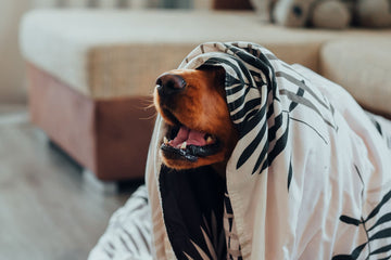 Brown dog sitting under a patterned blanket beside a sofa in a bright living room.