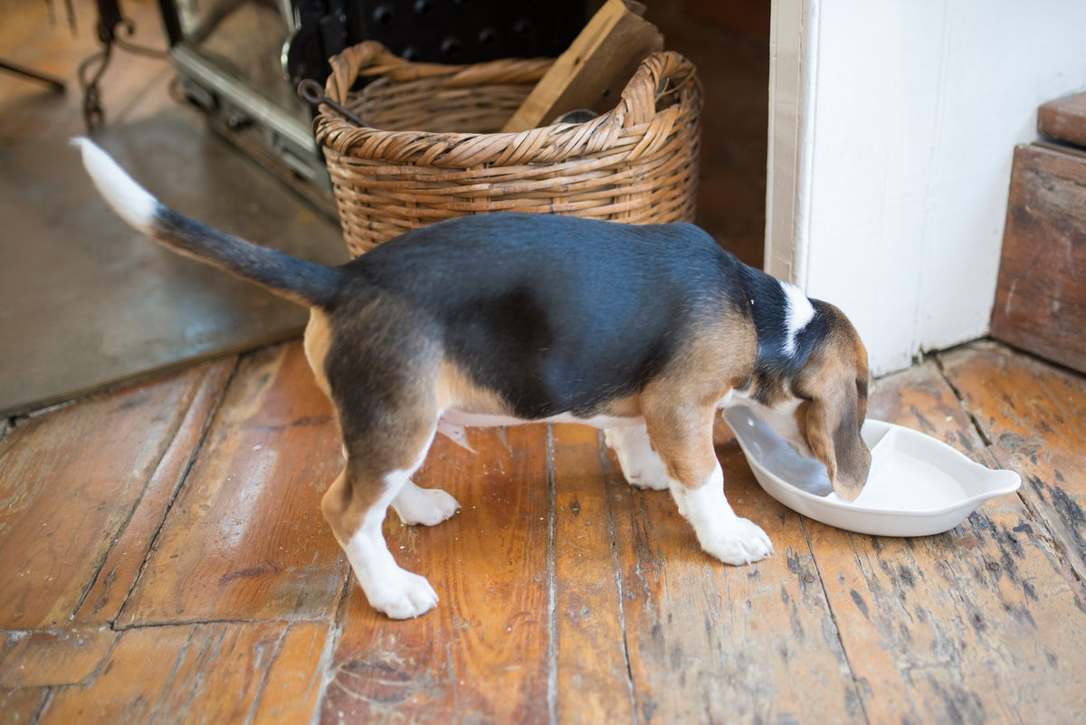 Beagle puppy standing beside an empty white food bowl in a home