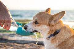 What to Feed a Dog With Diarrhoea—and When to Call the Vet