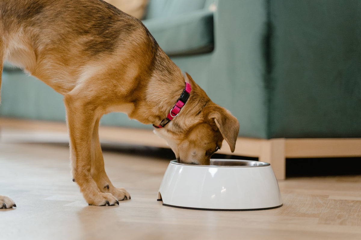 Brown dog with a pink collar eating from a white bowl beside a green sofa