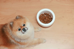 Dog Won’t Eat Breakfast? When a Morning Appetite Change Matters
