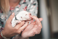 Bottle Feeding a Newborn Puppy: A Safe First-Day Guide