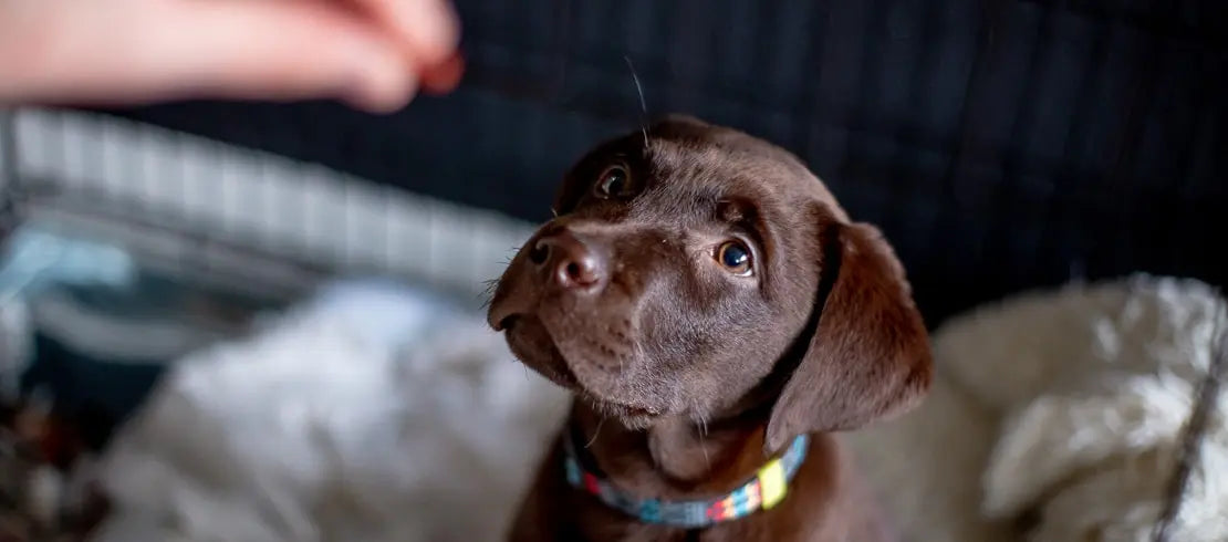 Probiotics for dog