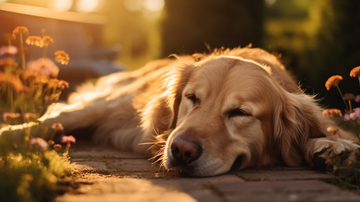 Calming Dog Treats: What They Can and Can't Do