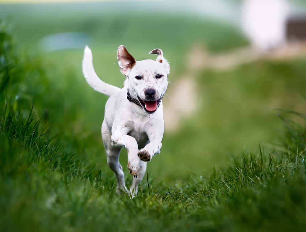 Is a Special Diet Necessary for Hyperactive Dogs?